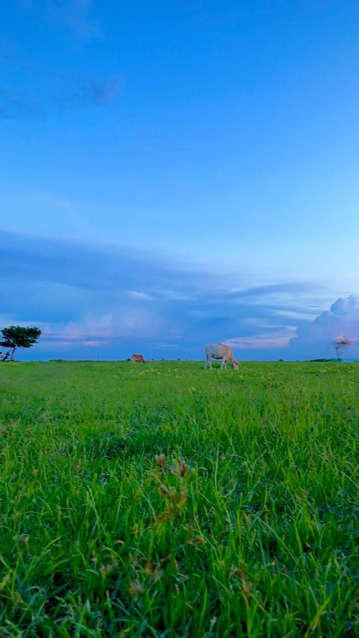 Brahmaputra river bank, Assam, India